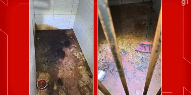 Dono de abrigo pet que matou 6 cães no DF é condenado a 4 anos de prisão em regime semi-aberto