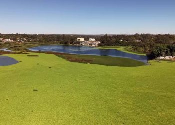 O que são plantas que formam 'tapete verde' em trecho do Lago Paranoá, em Brasília?