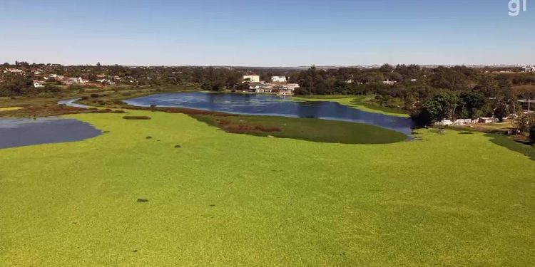 O que são plantas que formam 'tapete verde' em trecho do Lago Paranoá, em Brasília?