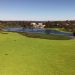 O que são plantas que formam 'tapete verde' em trecho do Lago Paranoá, em Brasília?